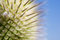 Free Thorns Macro Stock Photo - 3076360