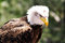 Free American Eagle Stock Photos - 3077353