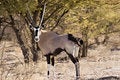Free Gemsbok Royalty Free Stock Photos - 3080938
