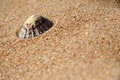 Free A Limpet On A Sandy Beach Stock Photos - 3081023