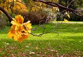Free Autumn Wreath Royalty Free Stock Images - 3085139