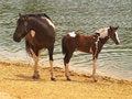 Free Horses At Lakeside Royalty Free Stock Image - 3085656