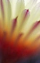 Free Petals Stock Photography - 3086052