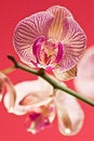 Free Pink Orchid Stock Photos - 3086433