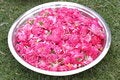 Free Petals Stock Photo - 3086610