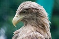 Free Feathery Predator Royalty Free Stock Images - 3087209