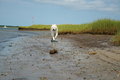 Free Running Dog Royalty Free Stock Image - 3087246