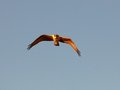 Free Osprey In Flight Stock Images - 3089964