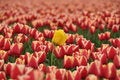Free Yellow Tulip Amongst Other Colors Royalty Free Stock Photos - 30848638