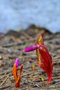 Free The Buds Of Early Spring Flowers. Royalty Free Stock Photo - 30878825