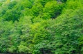 Free Green Trees Stock Images - 30880914