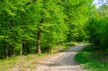 Free Forest Path Royalty Free Stock Image - 30881736