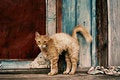 Free The Watchful Cat Stock Photography - 3092142
