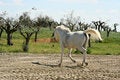 Free Horse Running Stock Photo - 3095340