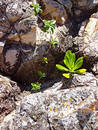 Free Plant Life Among The Rocks Royalty Free Stock Photography - 310537
