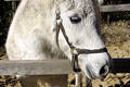 Free White Farm Horse Stock Photography - 311852