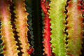 Free Cactus  Color Royalty Free Stock Photography - 312337