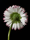Free Single Daisy 2 Stock Photos - 313713