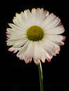 Free Single Daisy 1 Royalty Free Stock Photos - 319368