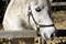 Free White Farm Horse Stock Photography - 311852