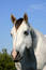 Free Gray Mare Stock Photography - 313532