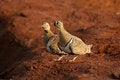Free Black-faced Sandgrouse Royalty Free Stock Photo - 3104045