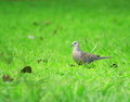 Free Dove Royalty Free Stock Photography - 3105057