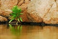 Free Protected Spot Royalty Free Stock Photo - 3105335