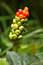Free Exotic Plant Royalty Free Stock Photos - 3104448