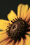 Free Flower Stock Photo - 3111050