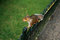 Free A Squirrel On A Fence Stock Photos - 3115813
