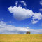 Free Lonely Tree Stock Photography - 3123112