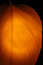Free Withered Leaf Royalty Free Stock Images - 3125519