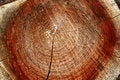 Free Tree Rings Stock Image - 3132471