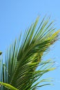 Free Palm Frond Royalty Free Stock Image - 3135336