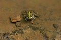 Free Frog Sitting In Water Stock Photo - 3138740