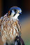 Free Kestrel Stock Photography - 3130542