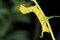 Free Caterpiller Yellow Color Stock Images - 3138224