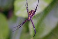 Free A Coloured Spider Royalty Free Stock Images - 3141699