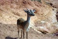 Free Small Deer Royalty Free Stock Images - 3141779