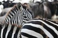Free Plains Zebra Stock Photography - 3143942