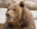Free Brown Bear 6 Royalty Free Stock Image - 3145056