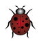 Free Red Ladybug Stock Image - 3144951