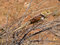 Free The Brave Little Lizard Royalty Free Stock Photo - 3147725
