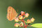 Free The Malayan Bush Brown Stock Photos - 3148363