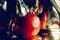 Free Apple Stock Photography - 3158332