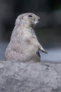 Free Prairie Dog Royalty Free Stock Photography - 3161347