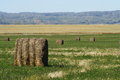Free Field Of Round Bales Of Hay Royalty Free Stock Photo - 3161405