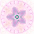 Free Star Flower Against White Royalty Free Stock Images - 3162249