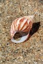 Free Sand And Sea Shell Royalty Free Stock Photos - 3165418